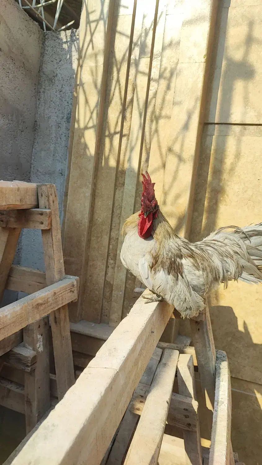 خروس جاپنیز اصل|حیوانات مزرعه|رشت, نخودچر|دیوار