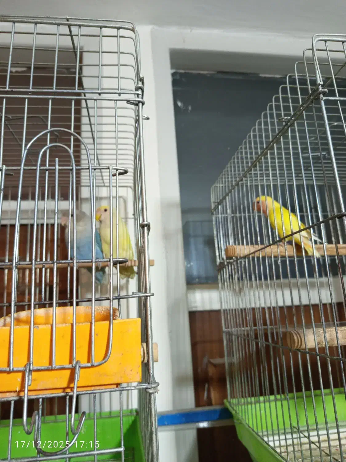 طوطی برزیلی|پرنده|ماهدشت, |دیوار