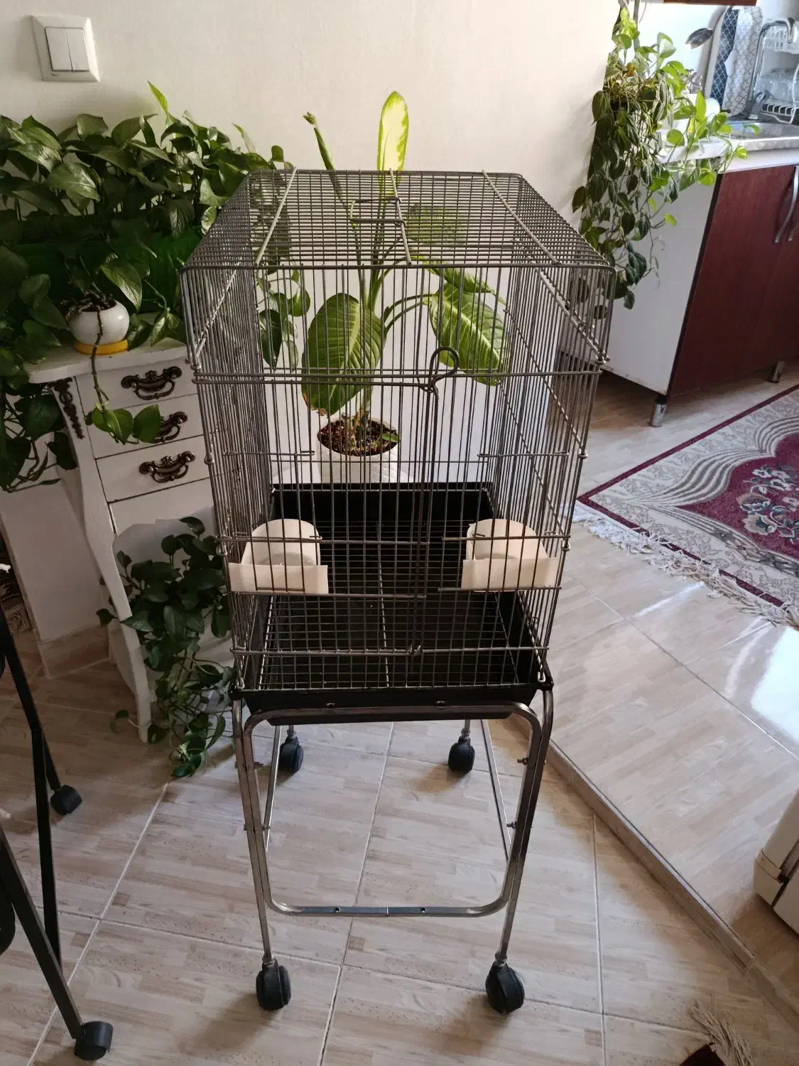 قفس|لوازم جانبی حیوانات|گلبهار, شهر جدید گلبهار|دیوار