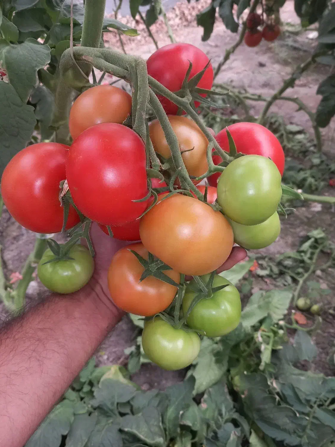 بذر گوجه|خدمات باغبانی و درختکاری|مشهد, وکیلآباد|دیوار