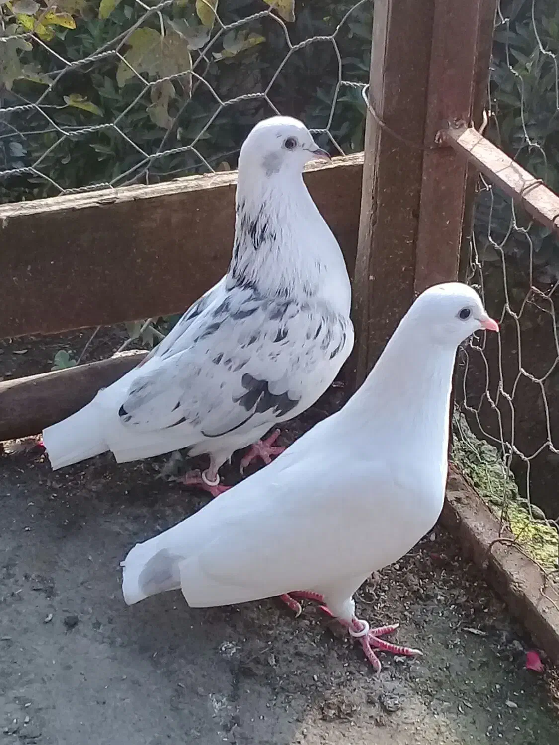 کبوتر پروازی|پرنده|رشت, گیل|دیوار