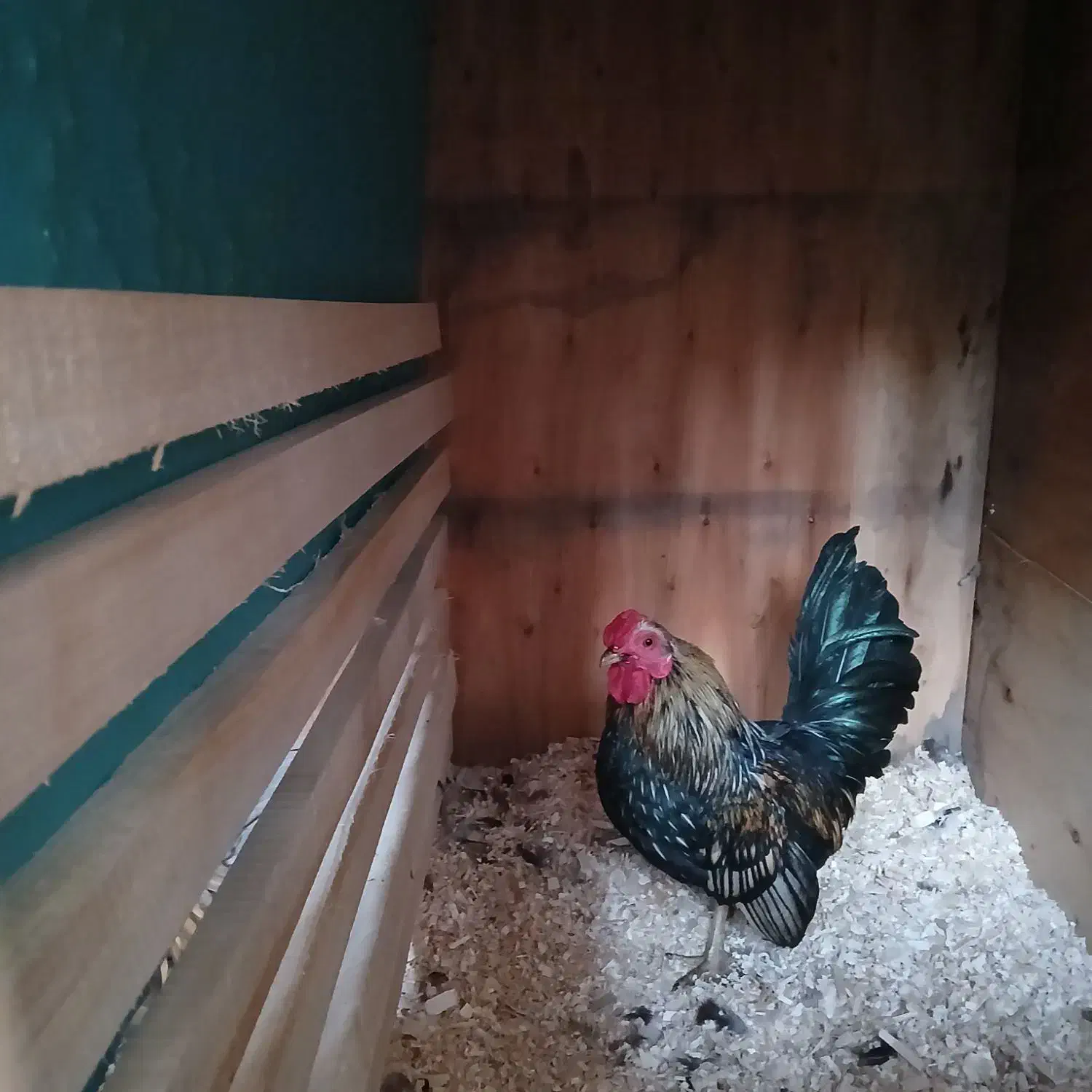 خروس مینیاتوری|حیوانات مزرعه|رباط‌کریم, شهرک صنعتی زواره‌ای|دیوار