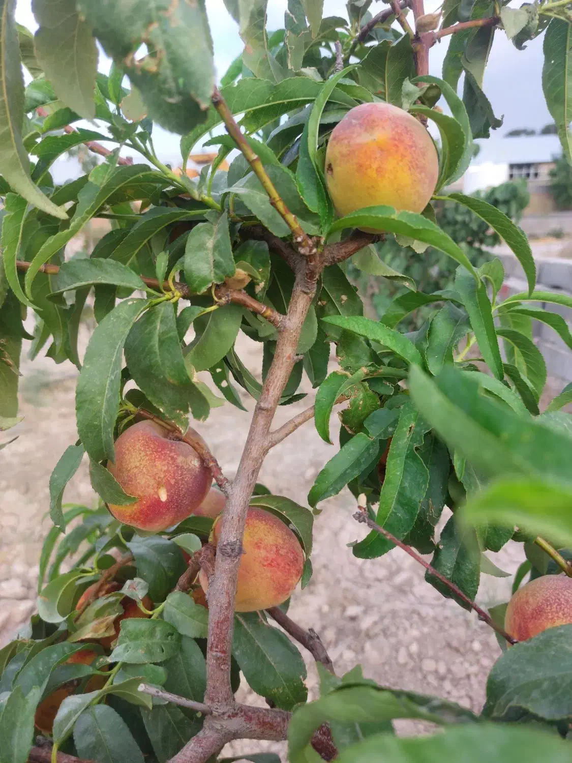 باغ 450 متری|فروش زمین و ملک کلنگی|محمدشهر, عباس آباد|دیوار