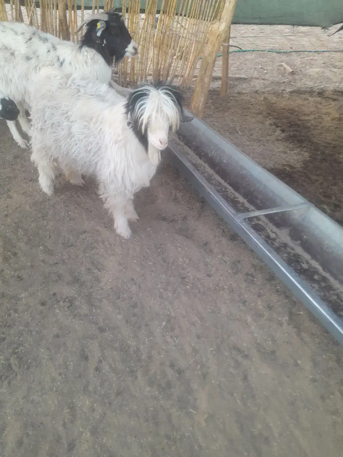 بزغاله نر چاق|حیوانات مزرعه|زاهدان, |دیوار