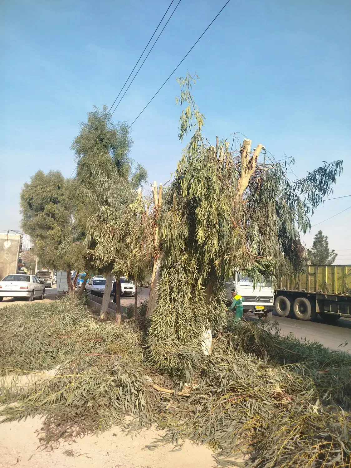 هرس.باغبانی|خدمات باغبانی و درختکاری|قم, بلوار امین و ساحلی|دیوار