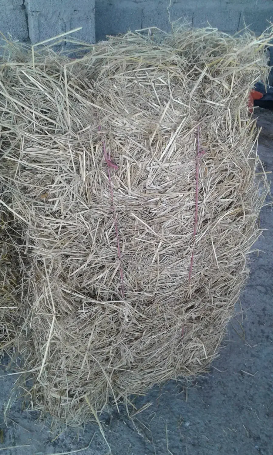 کاه( سرچین )|لوازم جانبی حیوانات|رشت, کوی جام جم|دیوار