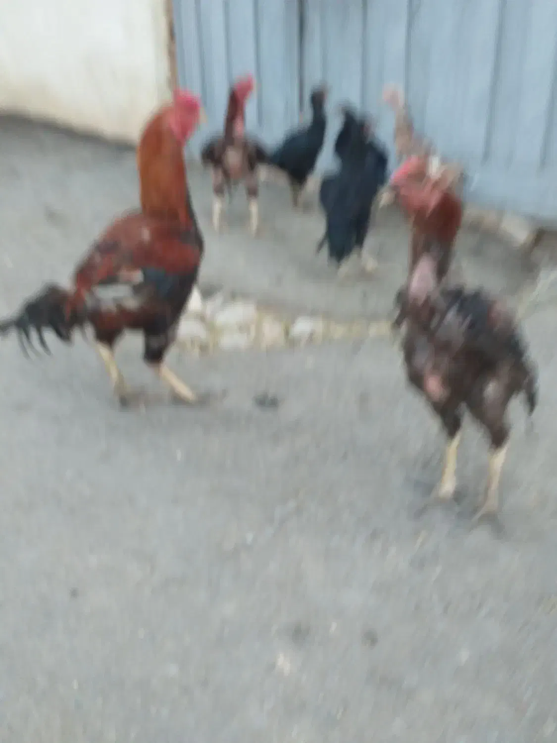 ۷ عدد مرغ و خروس لاری توعکس معلومه حضوری هم بیا|حیوانات مزرعه|ویسیان, |دیوار