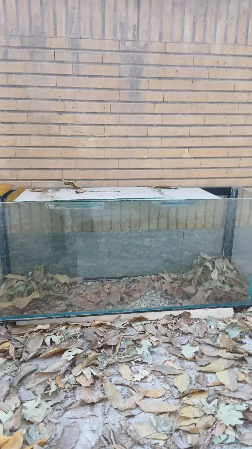 شیشه اکواریم ۱۲۰×۵۰|ماهی|هشتگرد, فاز ۱ مهستان|دیوار