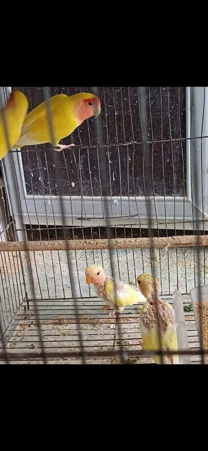 کوتوله برزیلی مولد|پرنده|مرند, |دیوار