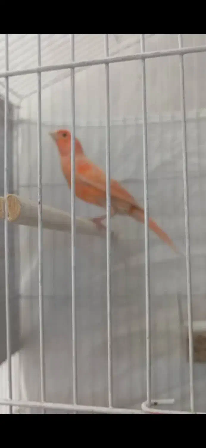 قناری نر سرخ برفکی|پرنده|خمینی‌شهر, |دیوار