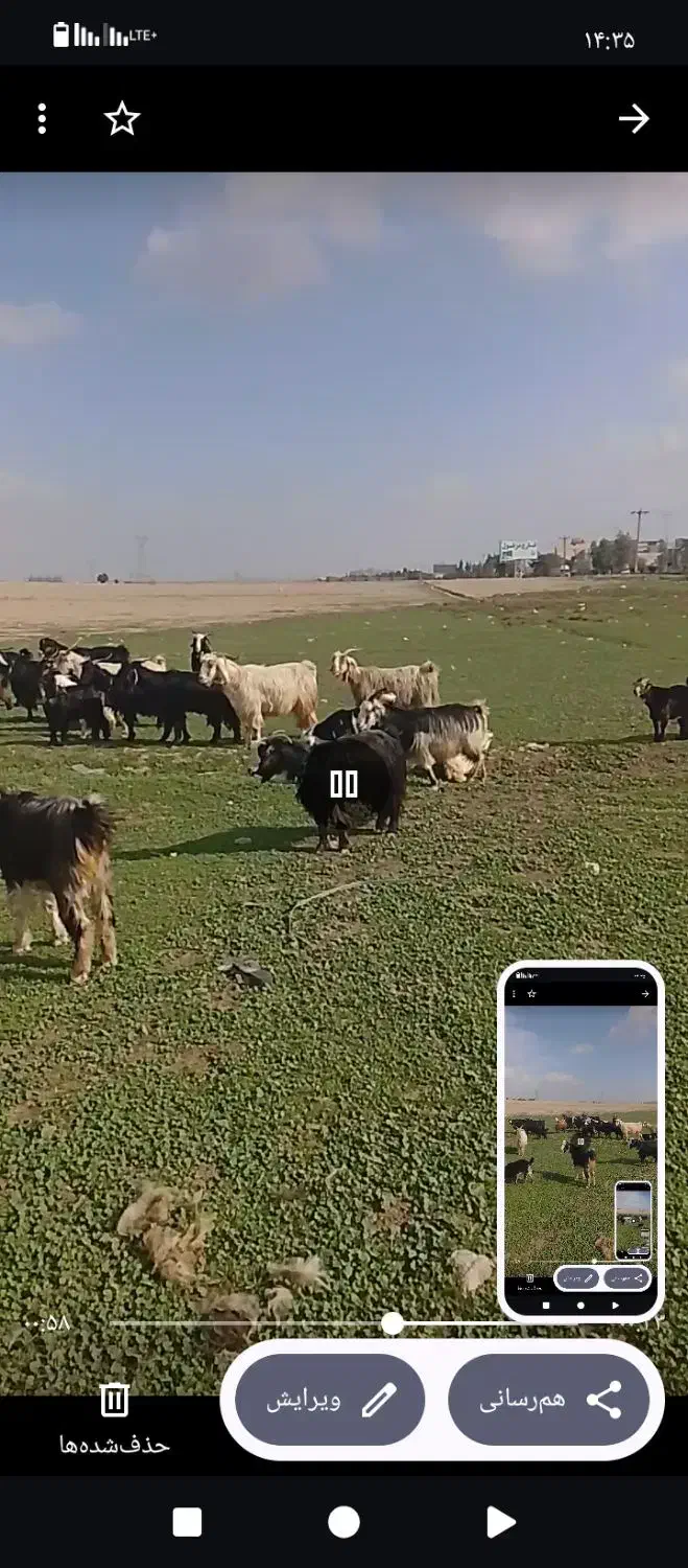 بروبیگ ترکی|حیوانات مزرعه|دزفول, |دیوار