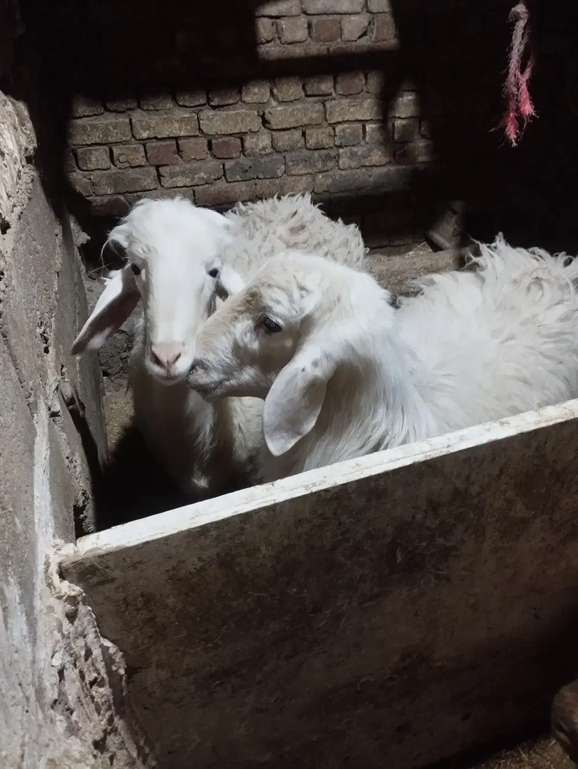 گوسفند.میش.بره.قوچ.سفیدافشار|حیوانات مزرعه|داران, |دیوار