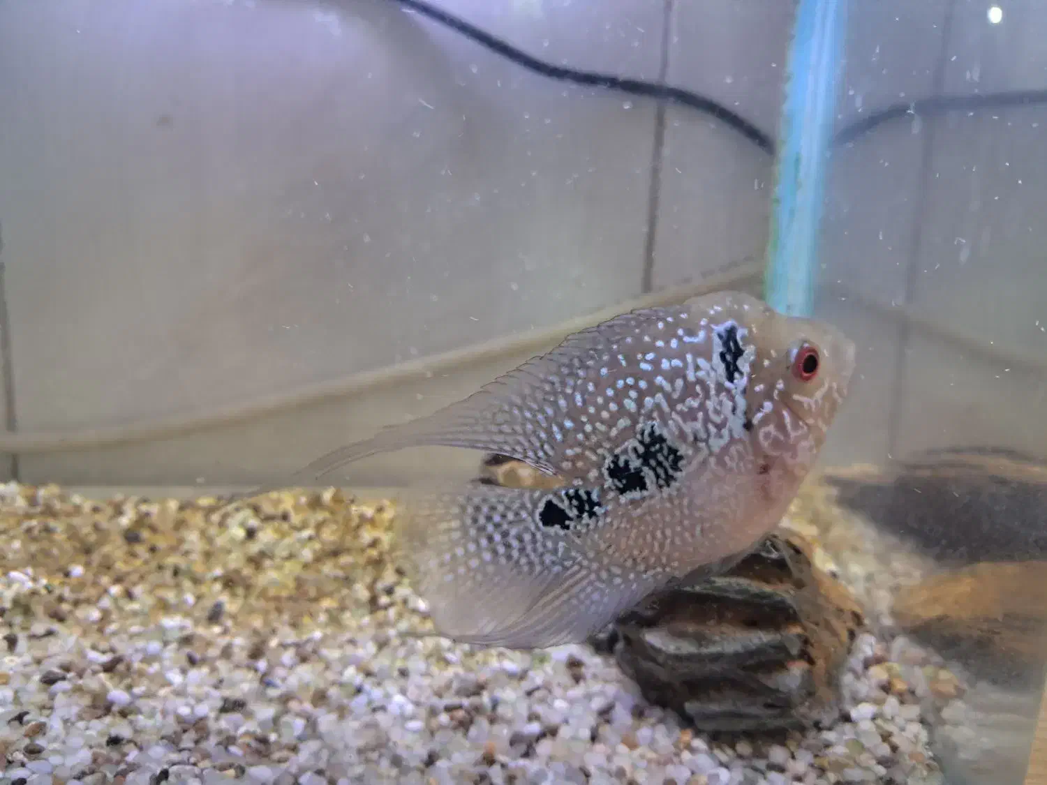 ماهی فلاور|ماهی|کرج, برغان|دیوار