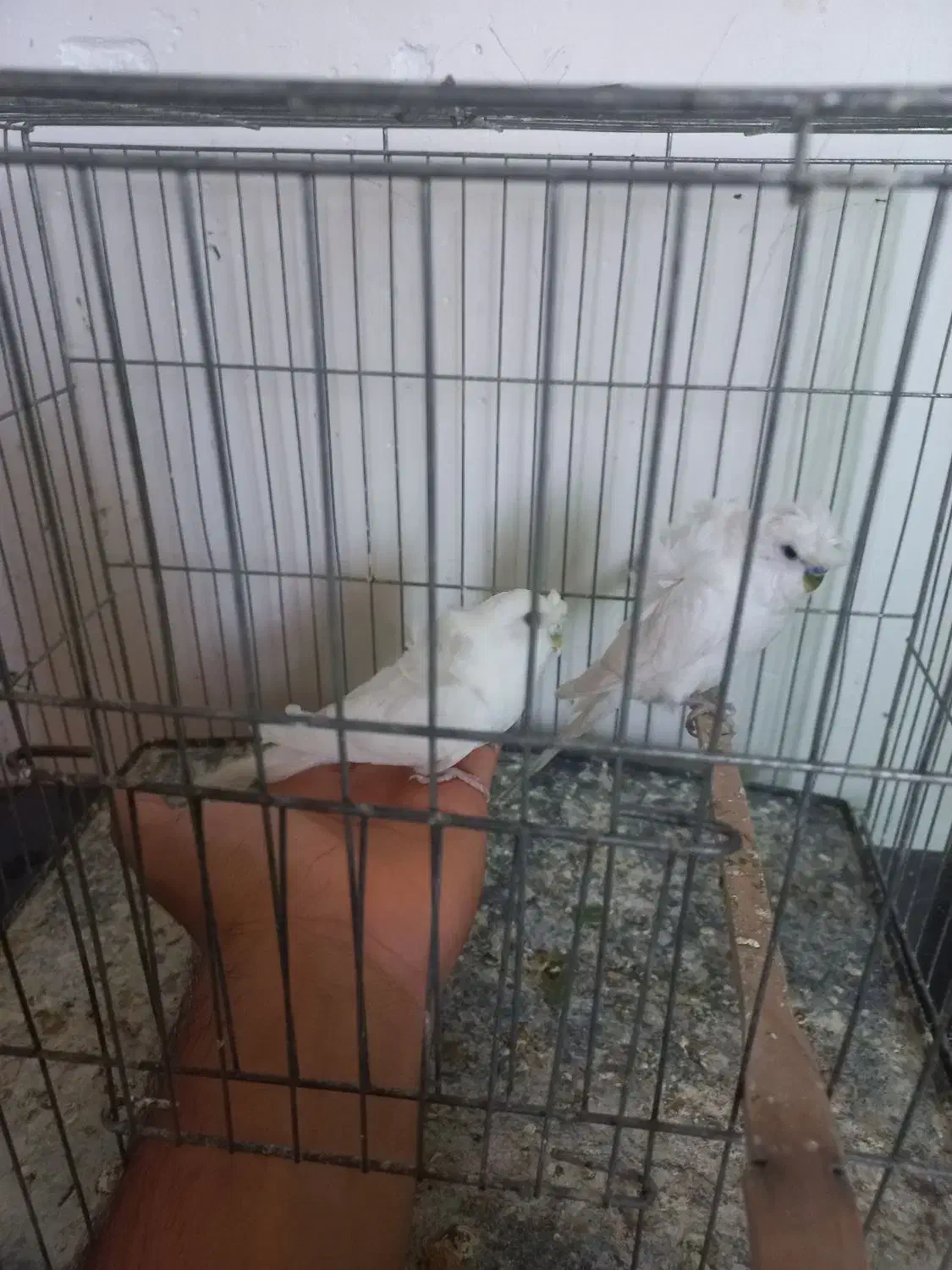 پروانه ای اشتی|پرنده|بندرعباس, |دیوار