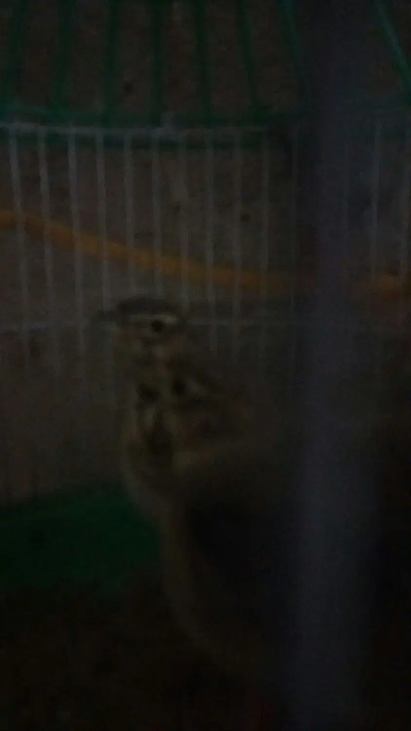 پرندهپ|پرنده|تربت جام, جامرود|دیوار