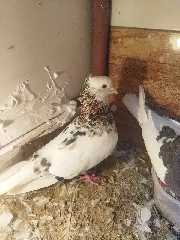 کفتر|پرنده|نیشابور, گنبد سبز|دیوار