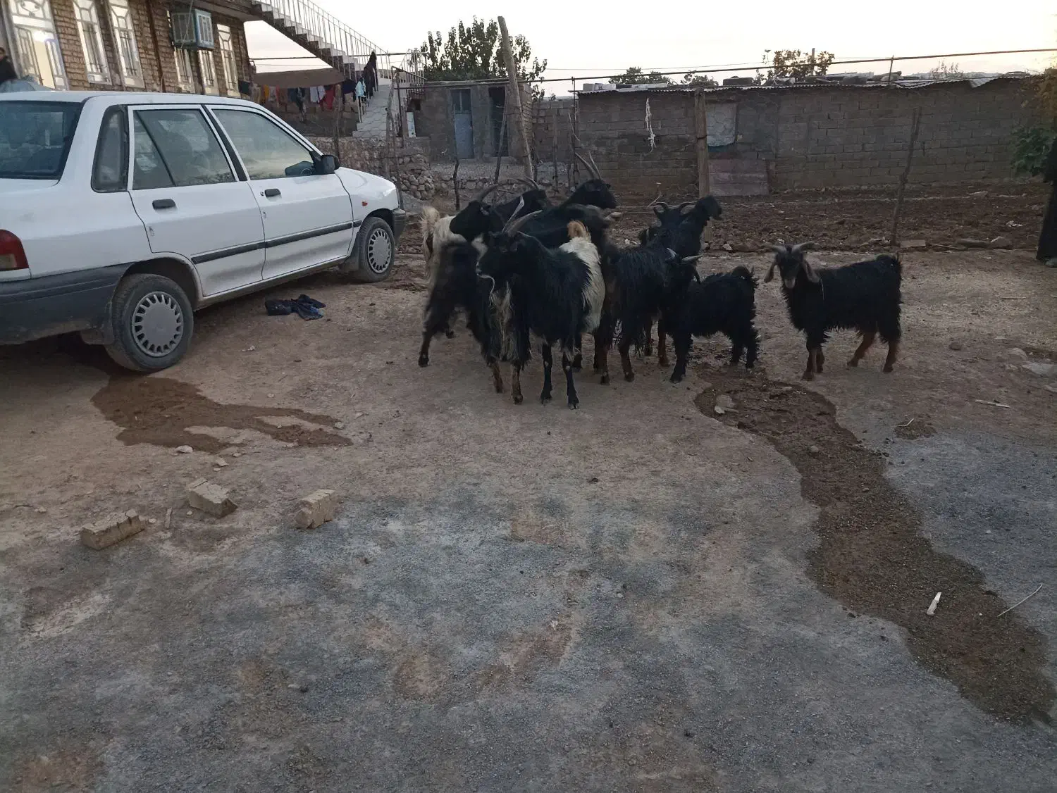 6عدد بز فروشی|حیوانات مزرعه|کوهدشت, |دیوار