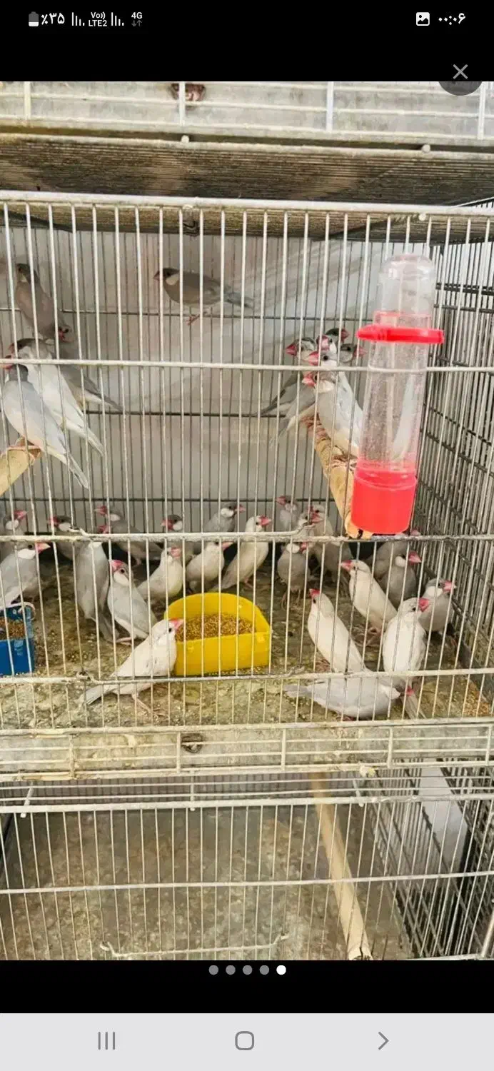 واگذاری  پرنده ی شما|پرنده|قم, پردیسان|دیوار