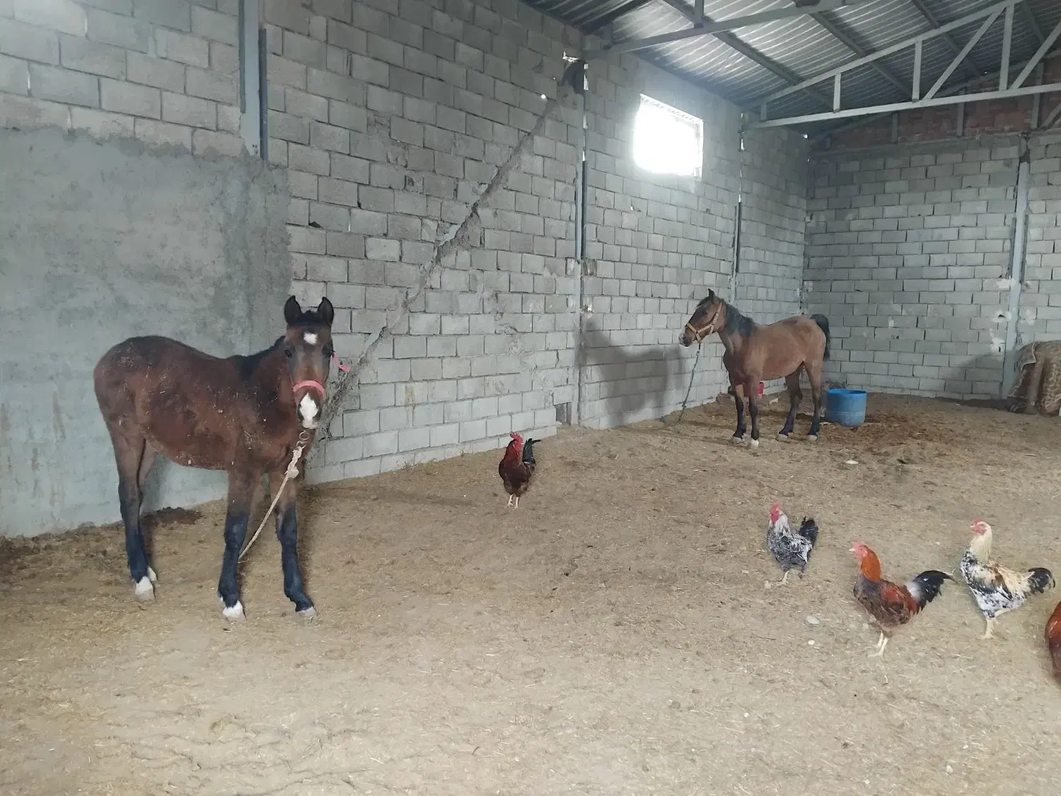 سوله و خانه مسکونی|فروش دفتر صنعتی، کشاورزی، تجاری|ویلکیج, |دیوار