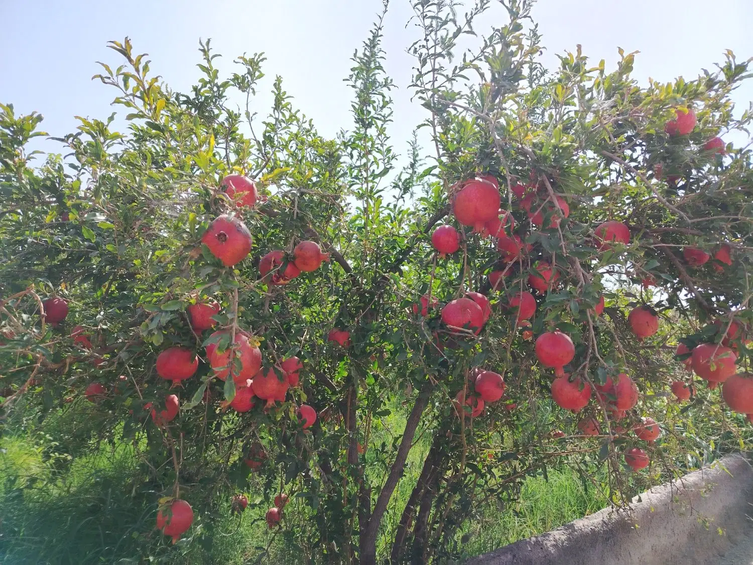 باغ|خدمات باغبانی و درختکاری|کاشمر, |دیوار
