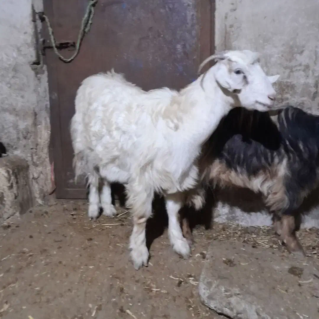 گیسگ ماده سرحال|حیوانات مزرعه|ماهیدشت, |دیوار