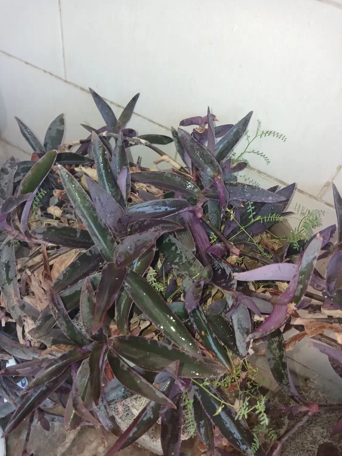 گل طبیعی|گل و گیاه طبیعی|ایذه, |دیوار