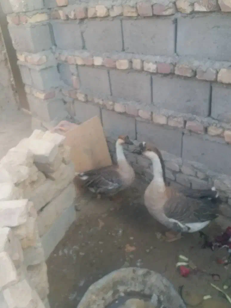 غوغاز|حیوانات مزرعه|هیرمند, |دیوار