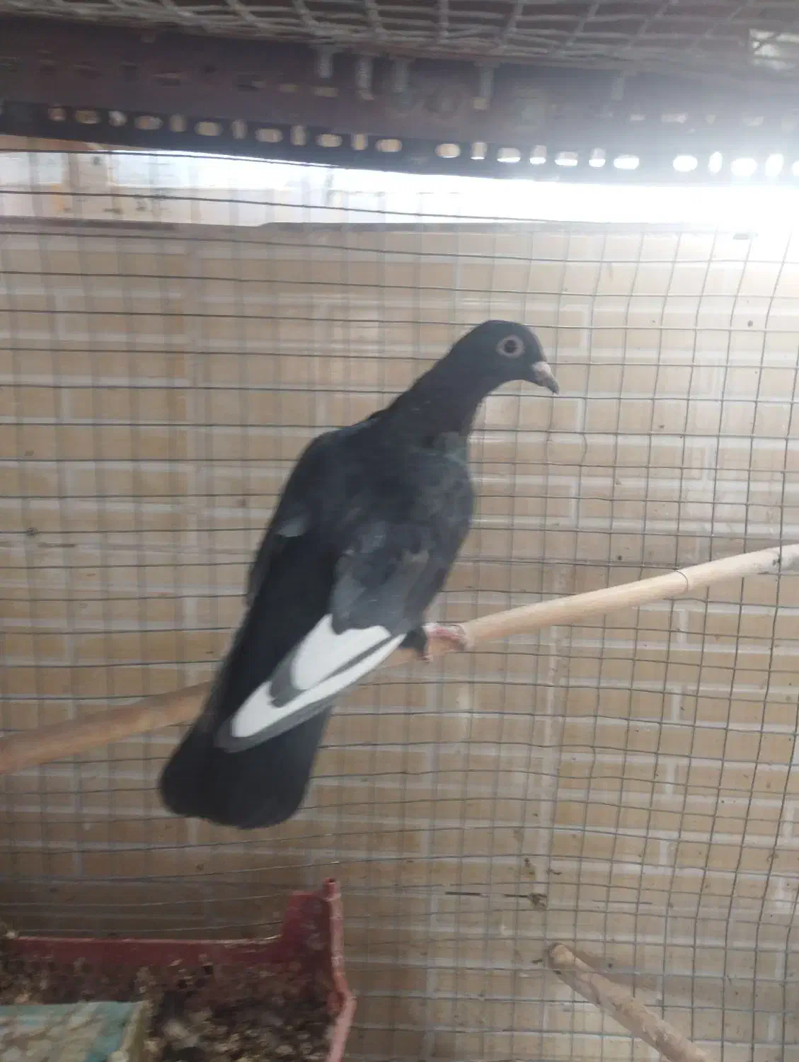 کبوتر گمشده|پرنده|زاهدان, |دیوار