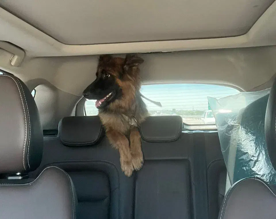 سگ ژرمن|سگ|محمودآباد, |دیوار