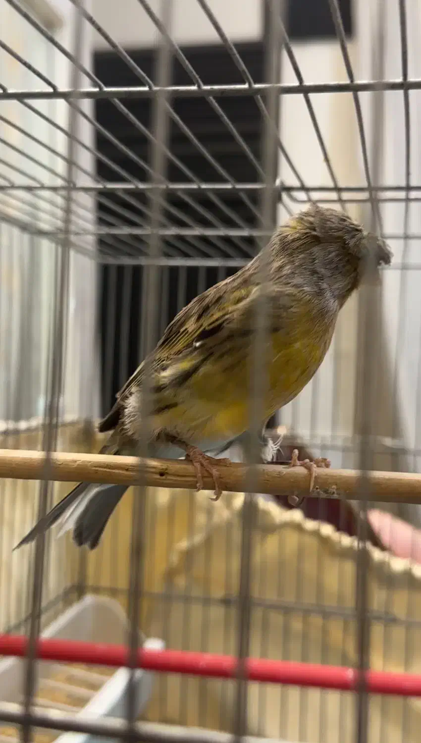 قناری|پرنده|اندیشه, اندیشه فاز ۱|دیوار