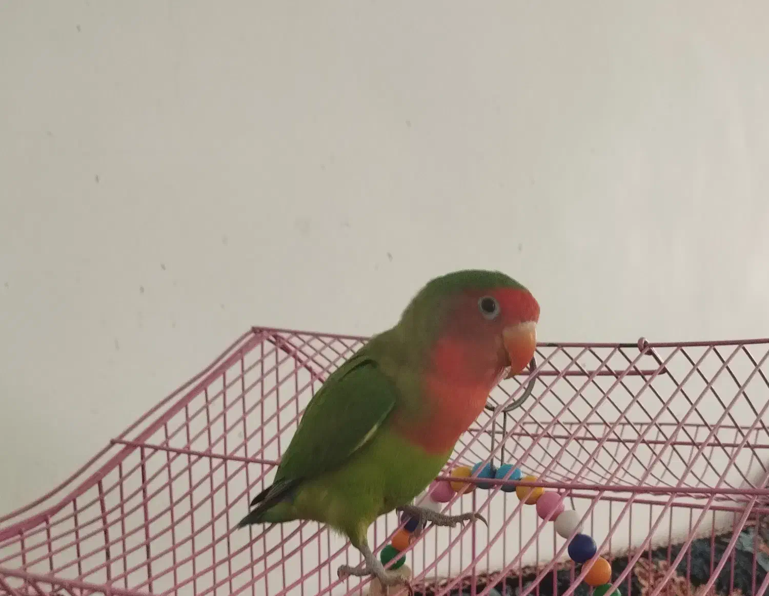 طوطی برزیلی|پرنده|سنندج, |دیوار