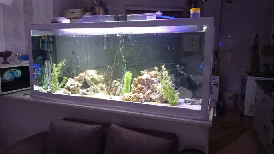 آکواریوم|ماهی|لنگرود, |دیوار