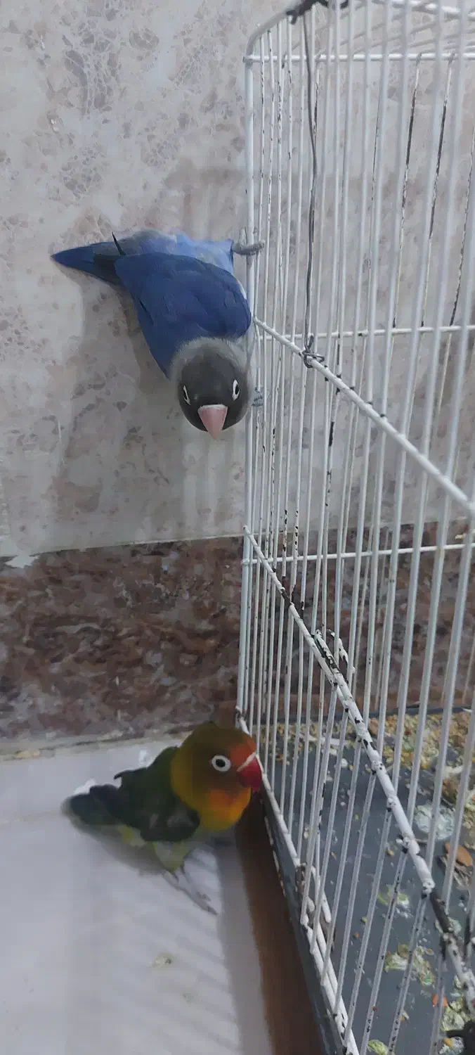 جفت کوتوله برای فروش آبی ۱تومن سبز۷۰۰ سرجمع ۱و۷۰۰|پرنده|زابل, |دیوار