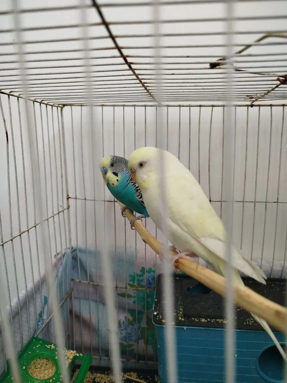 عروس هلندی کوتوله عشق|پرنده|مشهد, پنجتن|دیوار