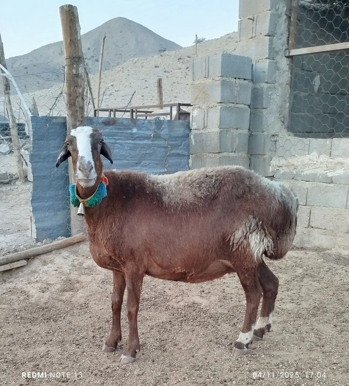 میش چینی قوچ بز بره کهره|حیوانات مزرعه|قیروکارزین, |دیوار