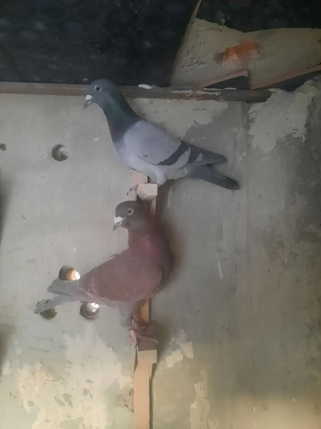 کفتر|پرنده|مرودشت, تامین اجتماعی‎|دیوار