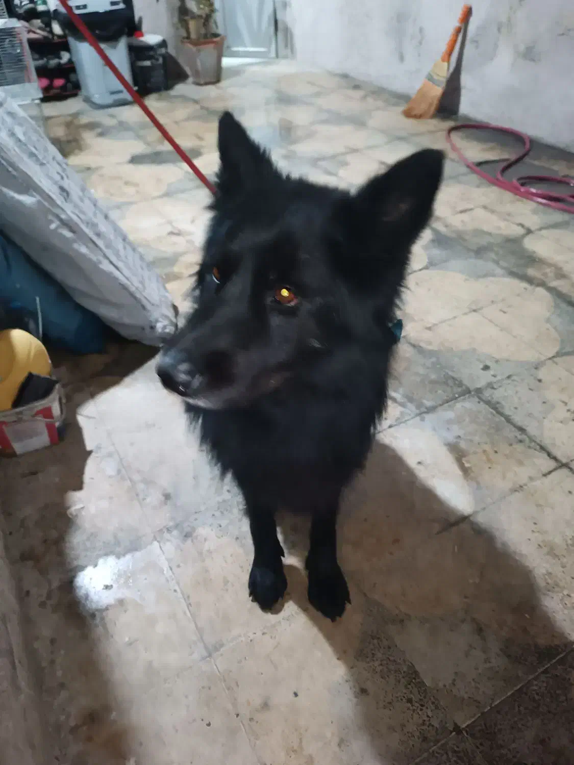 فروش سگ ژرمن بلک شولاین|سگ|شیراز, لب آب|دیوار