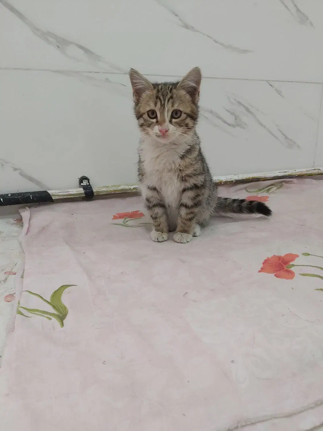 گربه dsh|گربه|ورامین, ورامین|دیوار