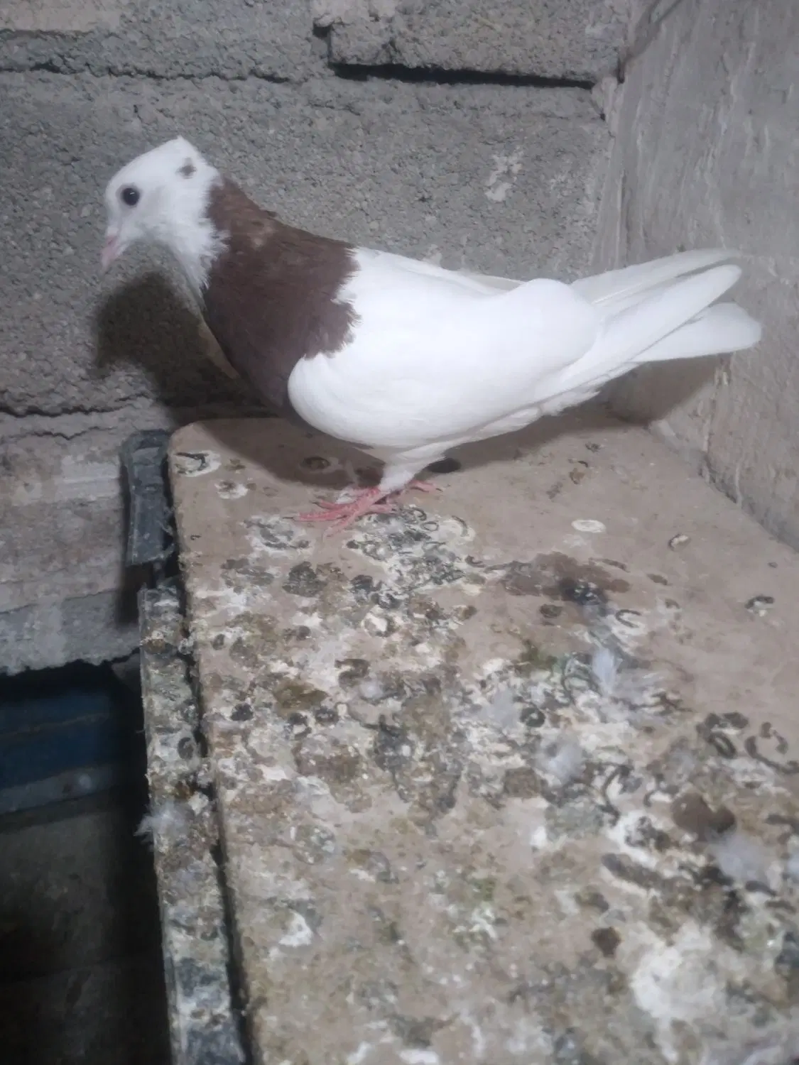 کلفه|پرنده|اردبیل, |دیوار