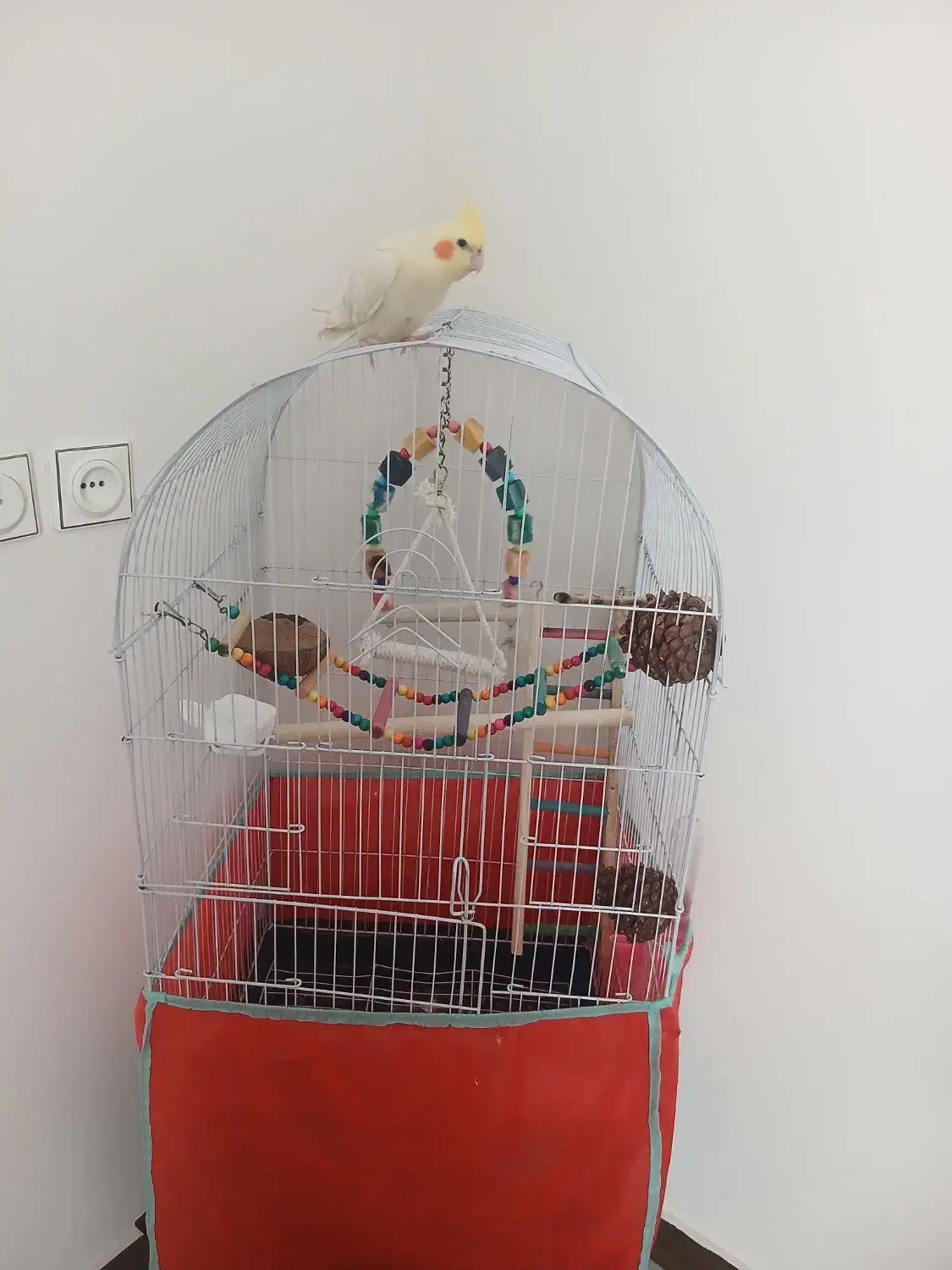 طوطی|پرنده|قزوین, |دیوار