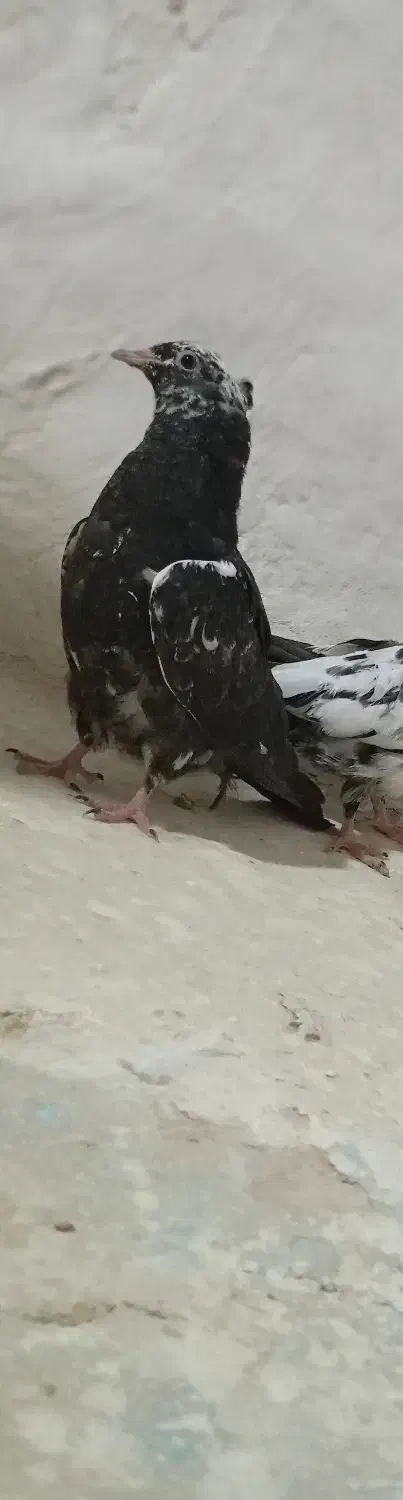 پرنده|پرنده|قوچان, |دیوار