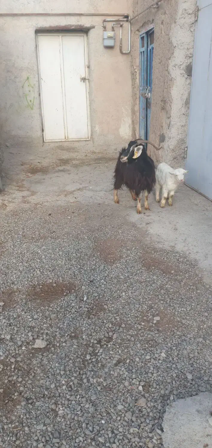 بز جوان و پر شیر|حیوانات مزرعه|اردبیل, |دیوار