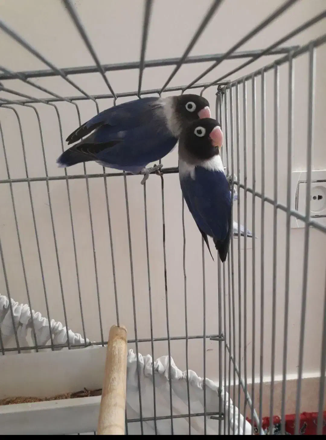 یه جفت  برزیلی مولد شرط کار|پرنده|بندر ماهشهر, |دیوار