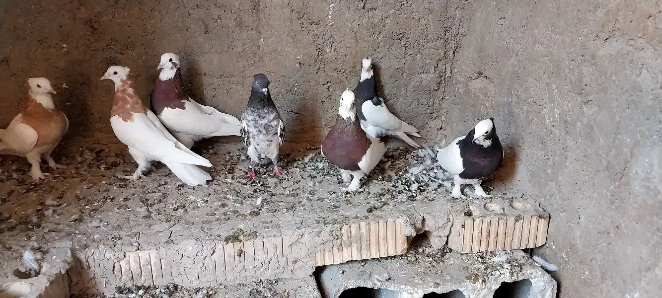 کبوتر طوقی|پرنده|داراب, |دیوار