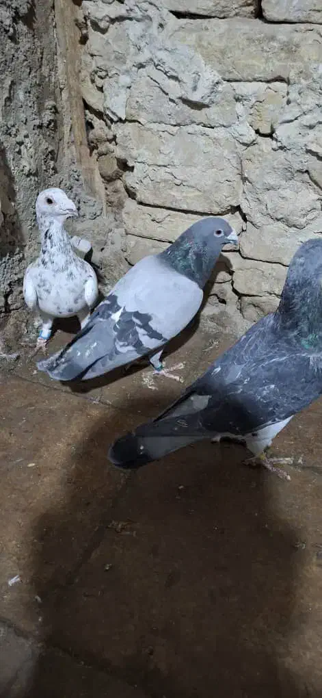 16تا پلاکی|پرنده|پاسارگاد, |دیوار