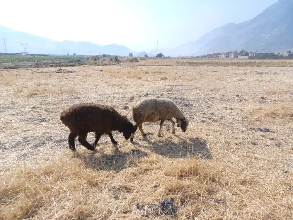 فروش نقدی|حیوانات مزرعه|رستم, |دیوار