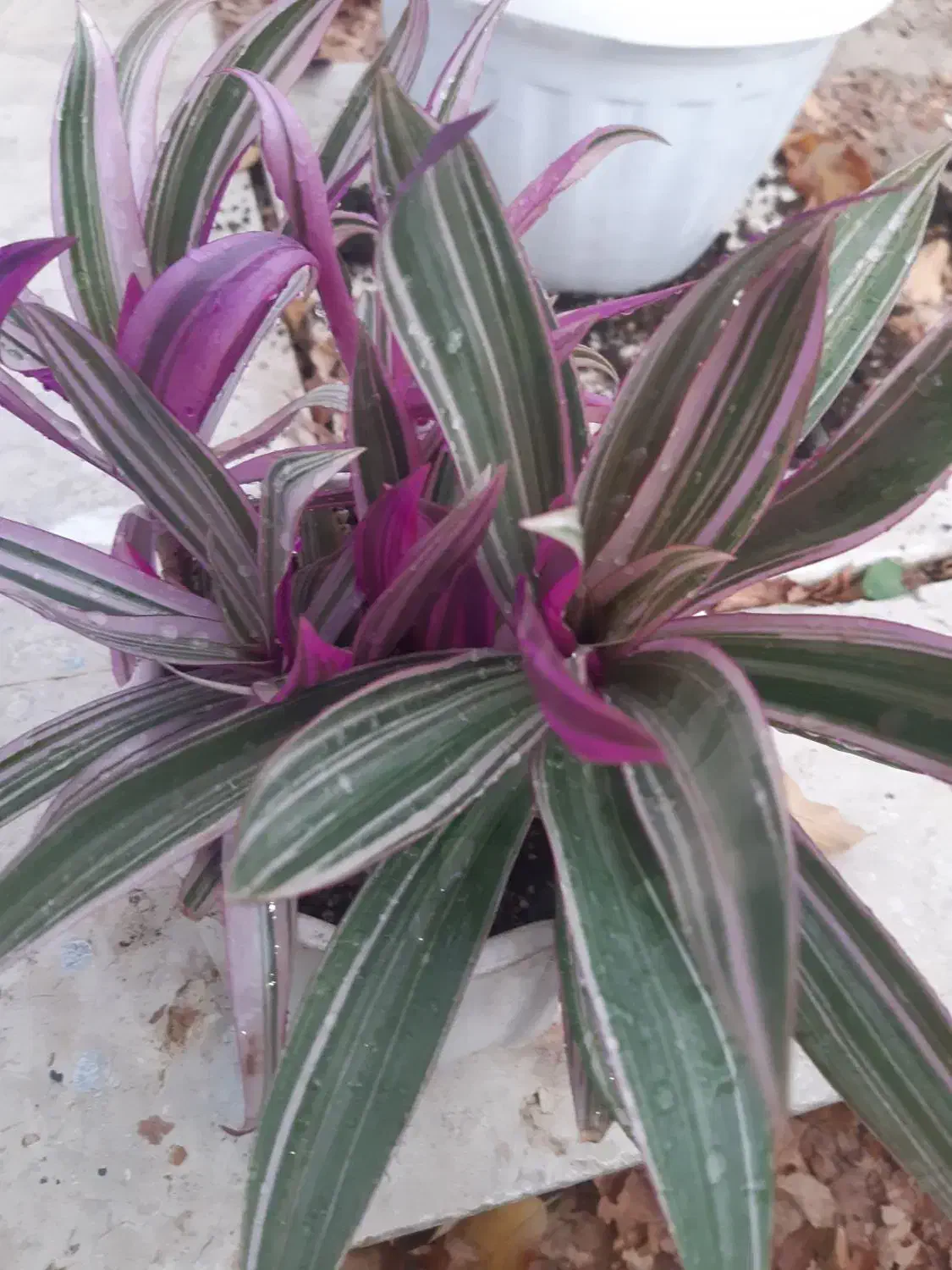 هدیه روز مادر|گل و گیاه طبیعی|گلبهار, شهر جدید گلبهار|دیوار