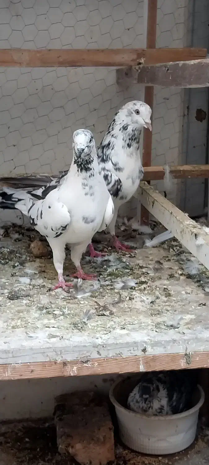 کفتر خوب|پرنده|تهران, بهداشت|دیوار