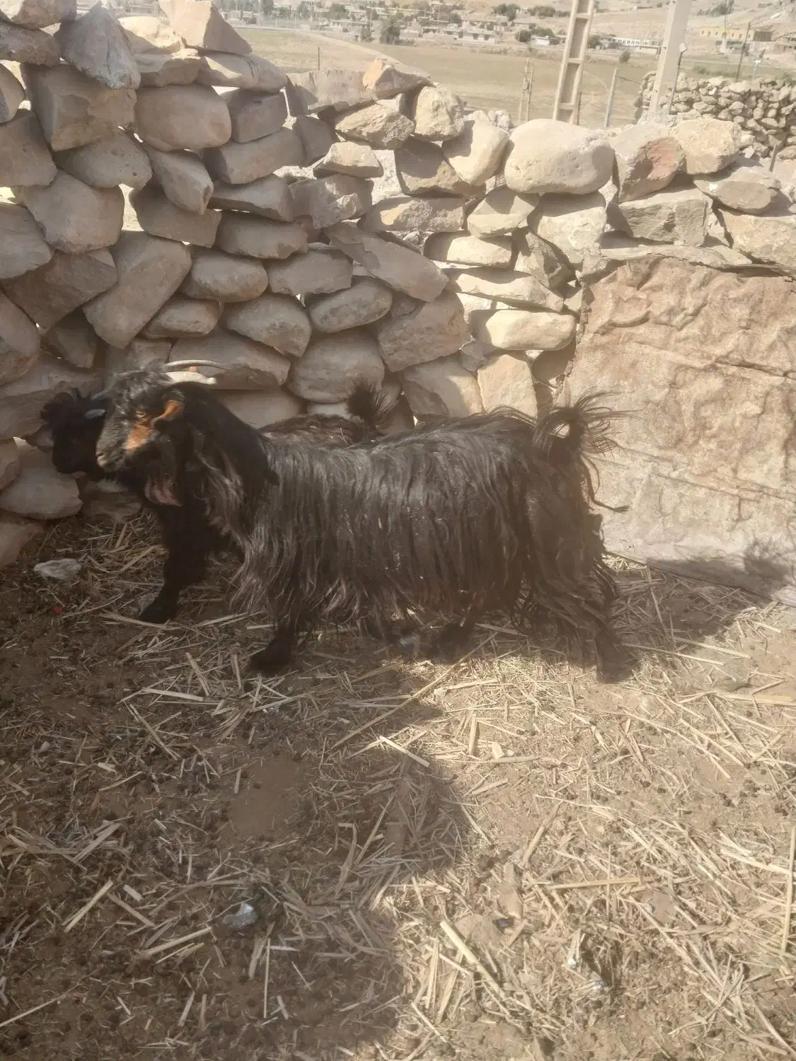 تیشتر بز بیگ|حیوانات مزرعه|مسجد سلیمان, |دیوار