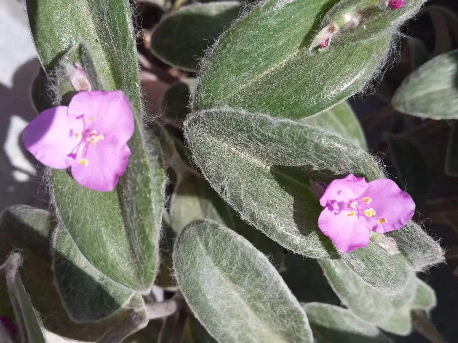 انواع گل|گل و گیاه طبیعی|قم, قلعه عموحسین|دیوار